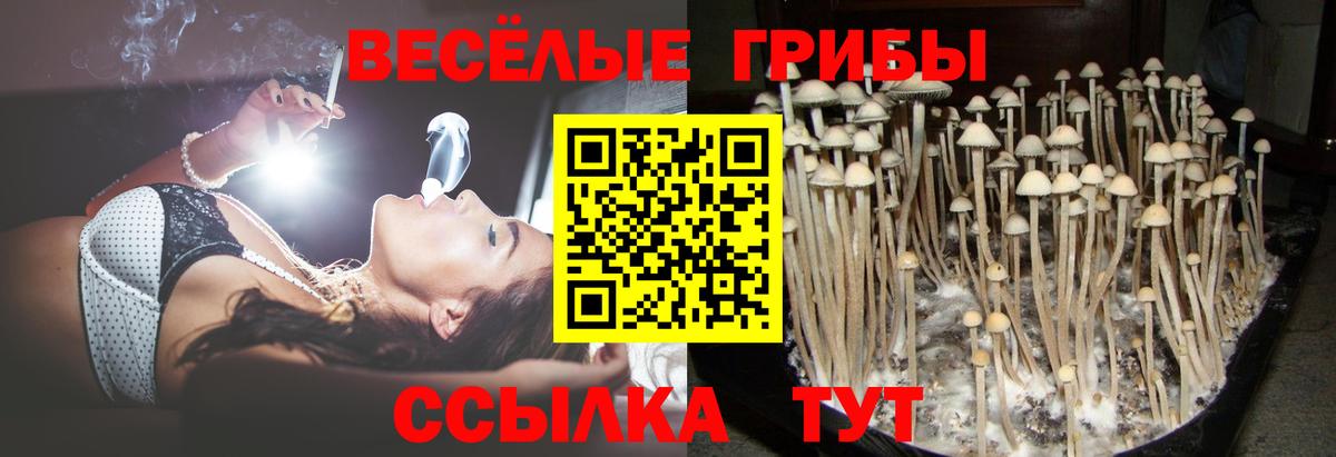 купить   Вход с VPN  Кострома  Псилоцибиновые грибы Magic Shrooms 